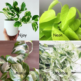 Njoy + Neon + Manjula + Marble Pothos, with 5.5 inches white decor pot